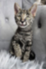 Female F2 Savannah Kitten