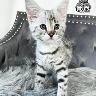 Silver F1 Savannah and Mainecoon Mix