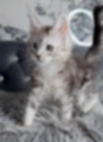 Maine Coon Kitten