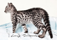 F3 Savannah Kitten Female
