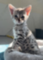 Silver F2 Savannah Kitten