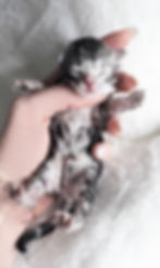 Maine Coon Kitten