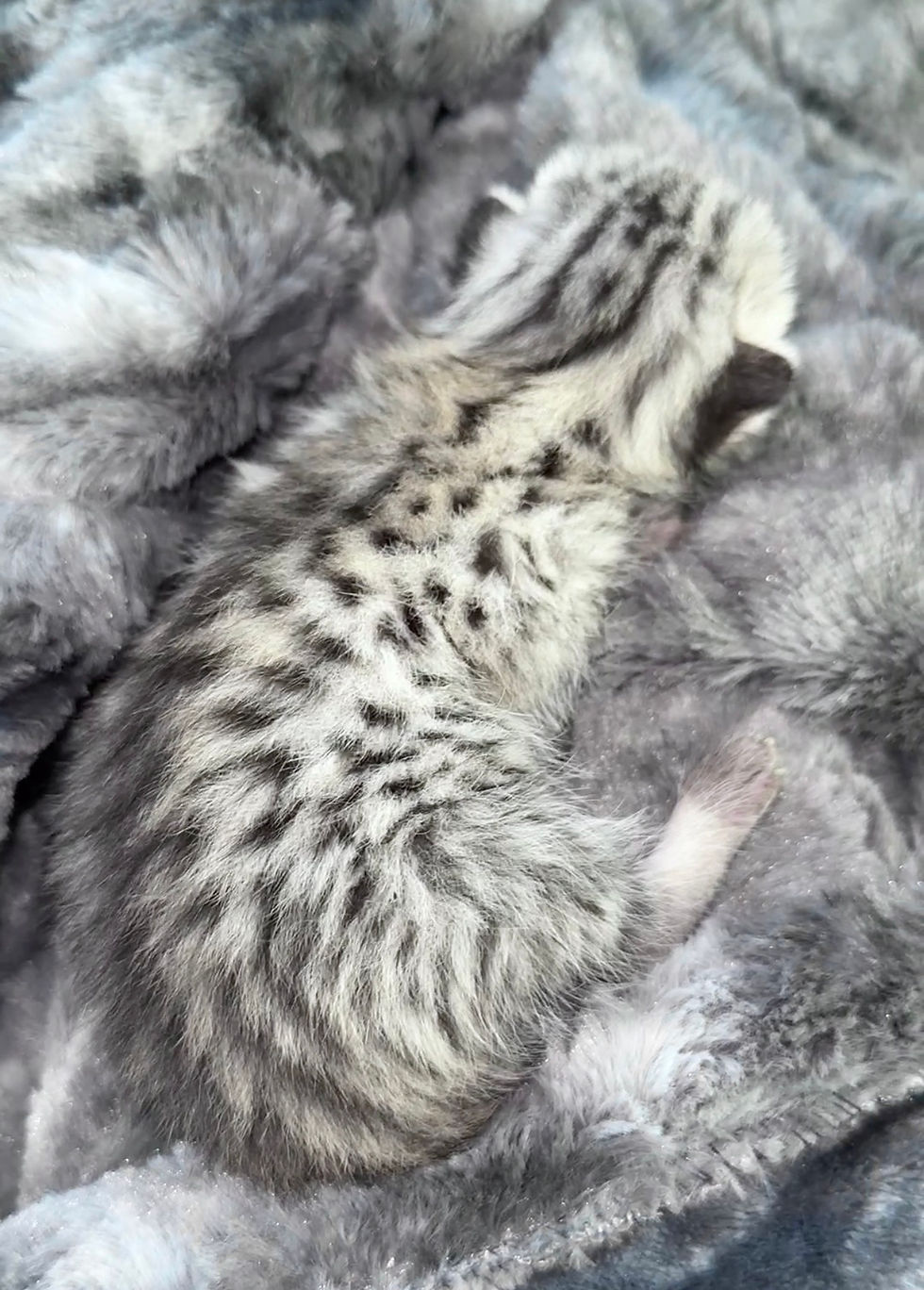 F2 Savannah Kitten