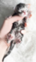Maine Coon Kitten