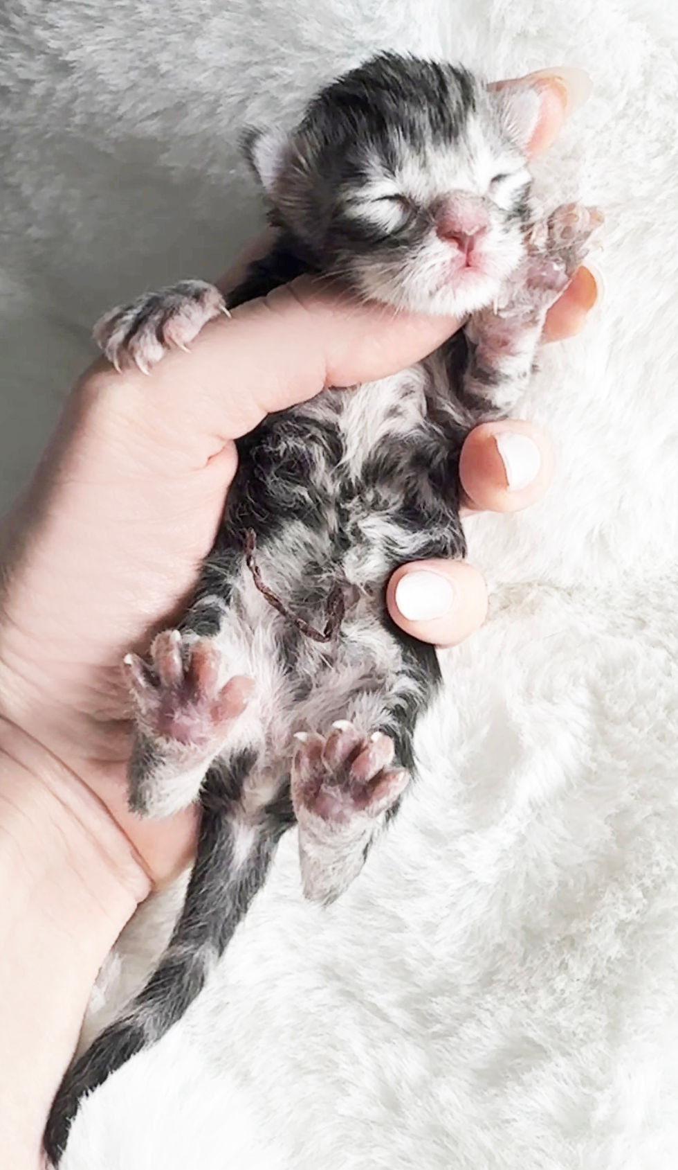 Maine Coon Kitten