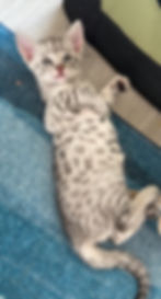 Silver F2 Savannah Kitten