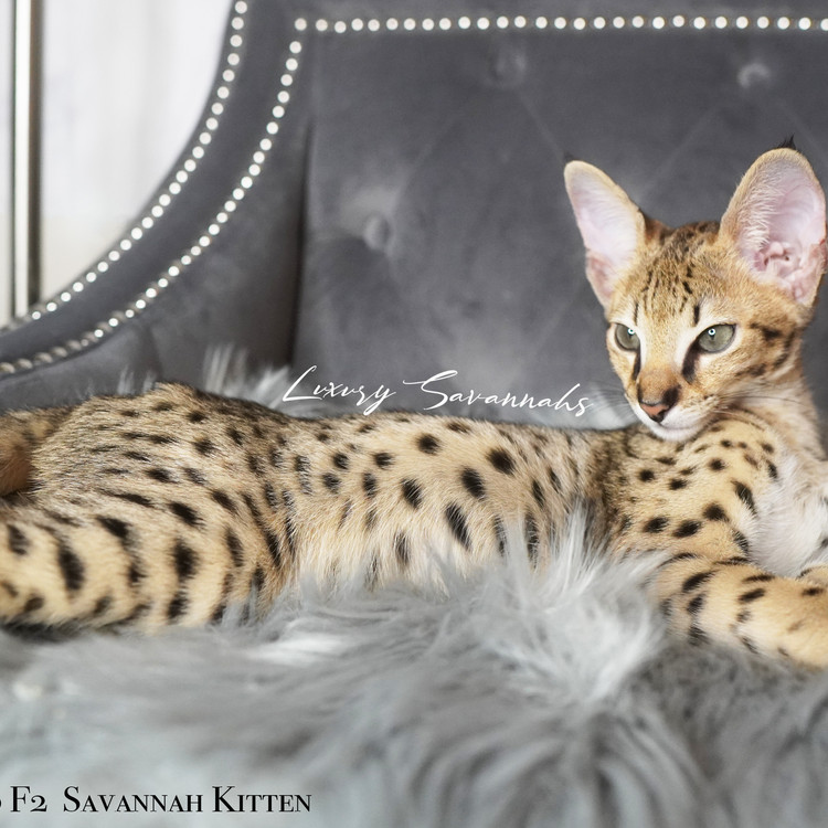 Savannah Kittens Luxury Savannahs Las Vegas Nv