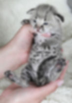 F1 Savannah Kitten