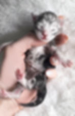 Maine Coon Kitten