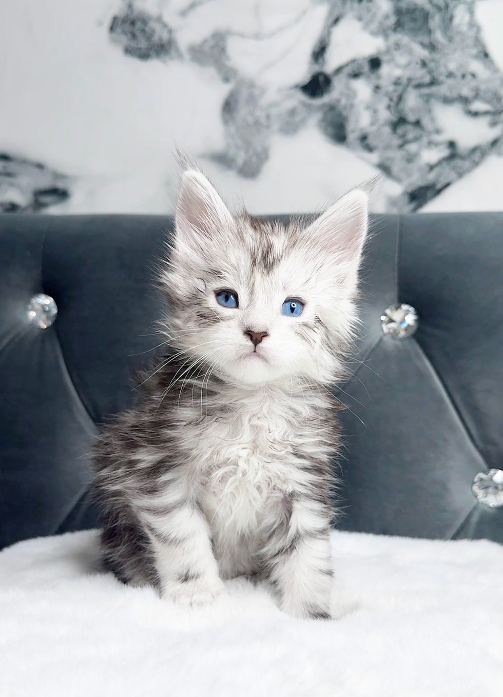 Maine Coon Kitten
