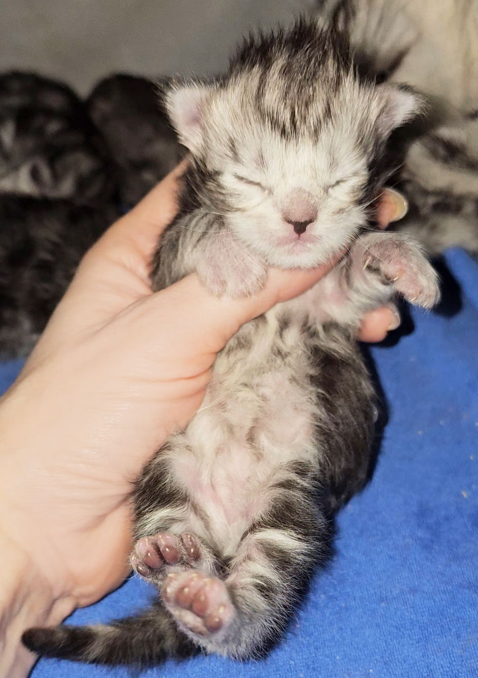 Maine Coon Kitten