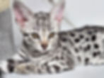 Silver F2 Savannah Kitten for Sale