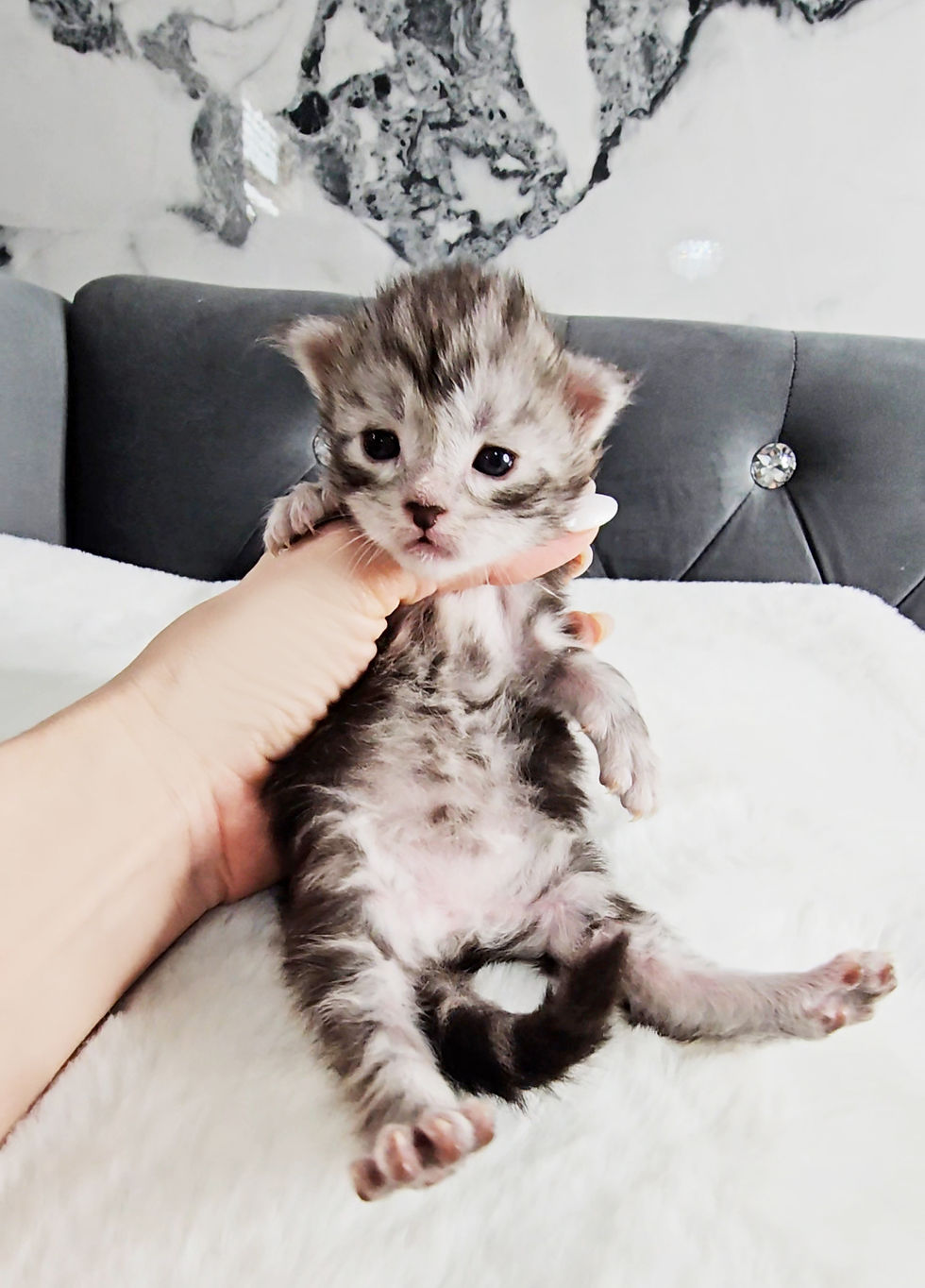 Maine Coon Kitten