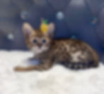 F1 Savannah Kitten