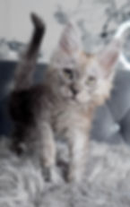 Maine Coon Kitten