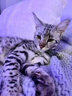 F1 Savannah Kitten Silver