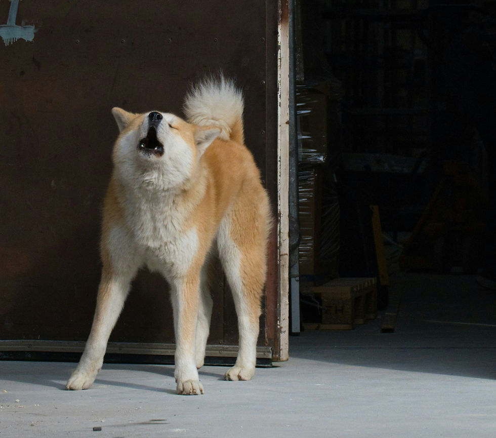 Webinar blaffen naar visite (opgenomen)