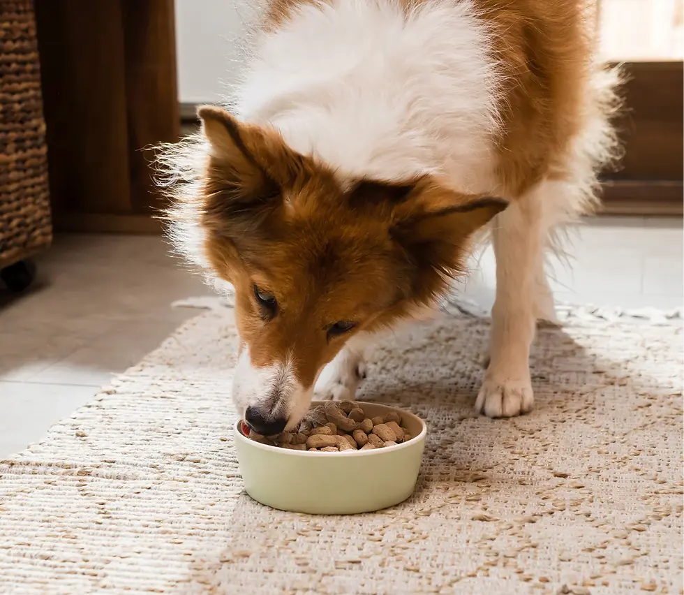 Miniature : Open Farm - Nourriture pour chien lyophilisée en morceaux Poulet