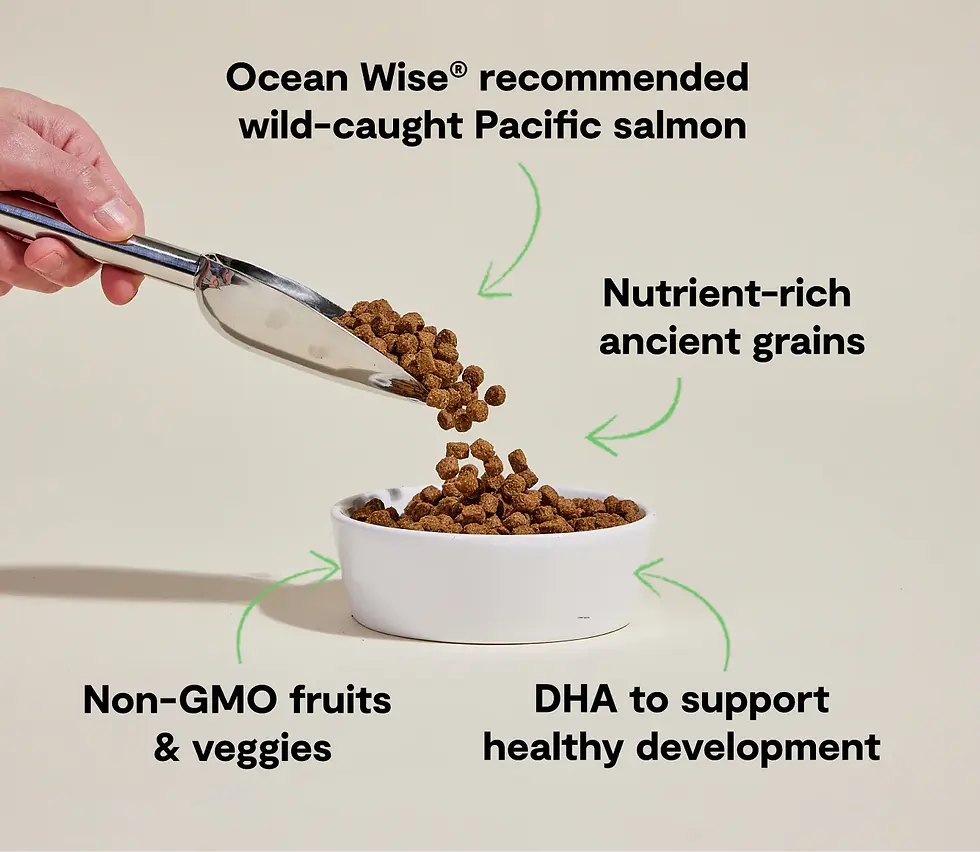 Miniature : Open Farm - Nourriture pour chiot Anciens grains saumon (sans poulet)