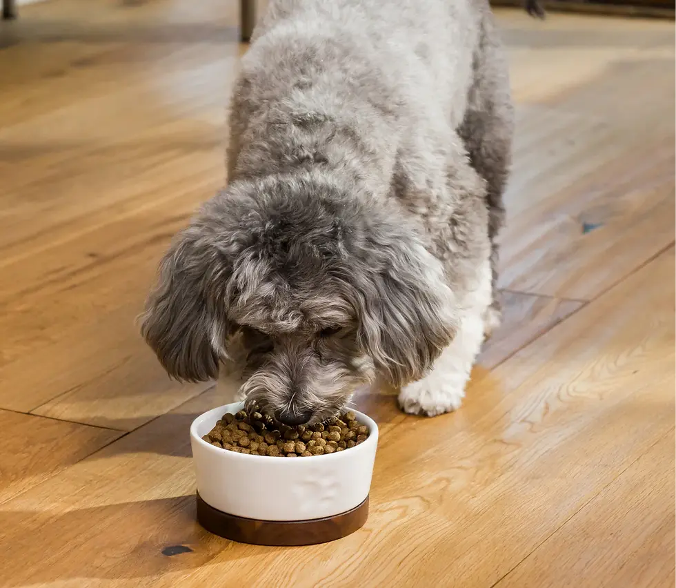 Miniature : Open Farm - Nourriture pour chien sans grain Dinde et poulet
