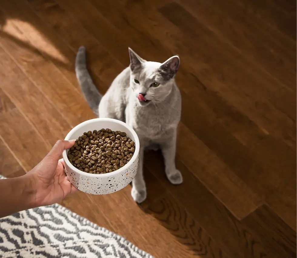 Miniature : Open Farm - Nourriture pour chat Saumon sans grains
