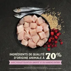 Miniature : Acana - Nourriture sèche Chaton premier festin