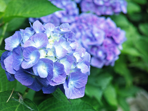 7月のお知らせ