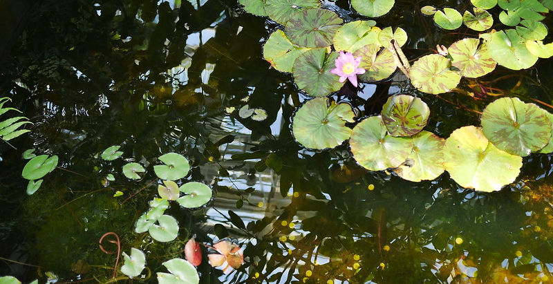 5/8~の営業につきまして