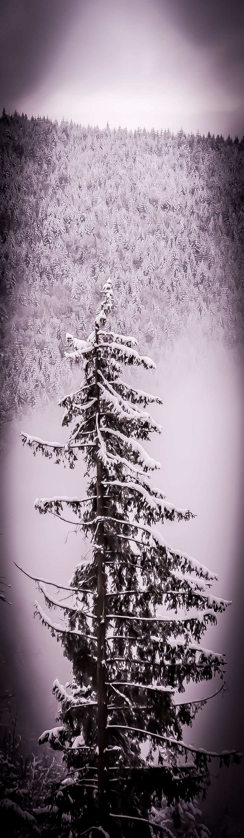 Drumul Regelui, Ranca