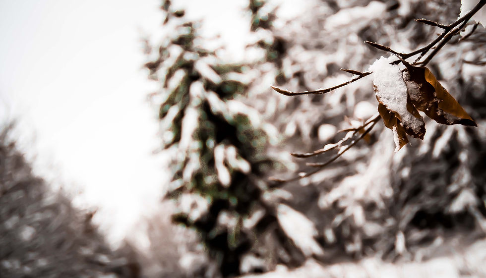 Drumul Regelui, Ranca