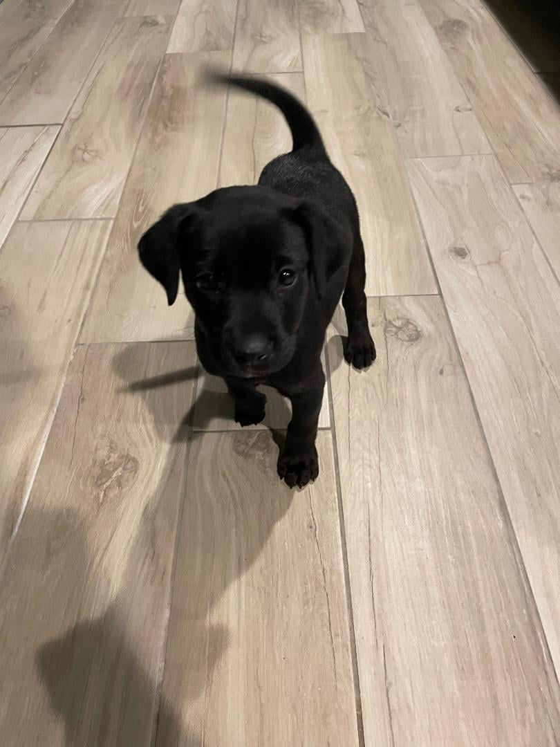 puppy8