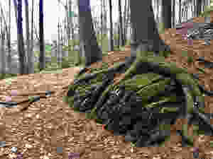 Picture of rock wrapped in tree roots