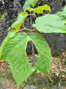 Picture of a tree leave that has a hole in it, the viewer can see clearly what's behind the leaf through that hole
