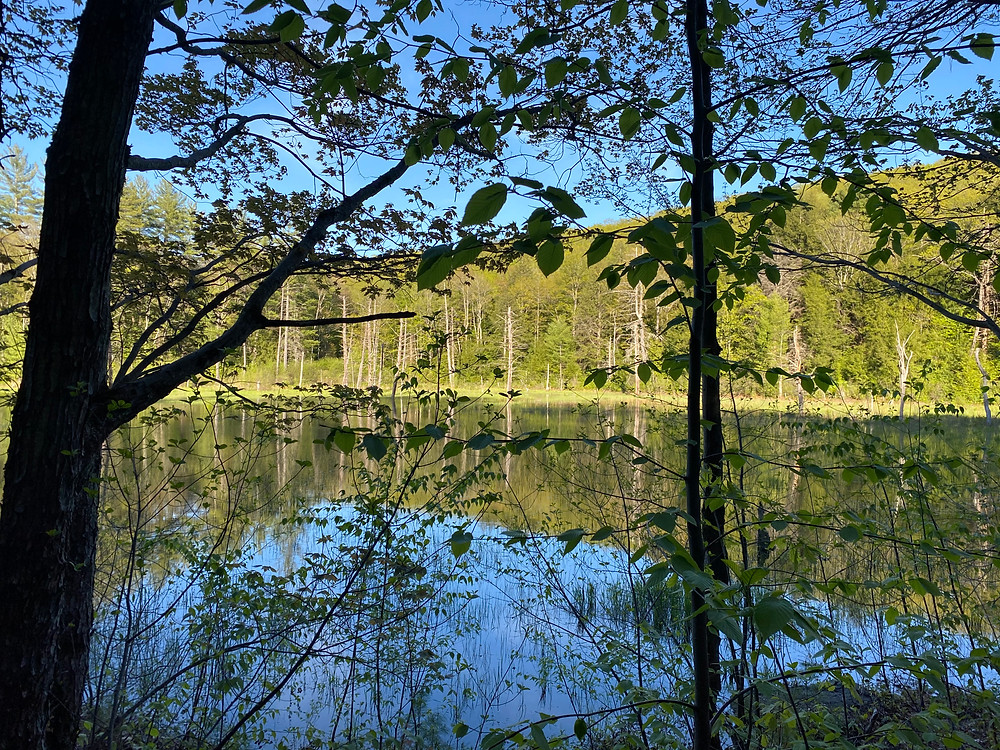 Picture of a small pond in the woods