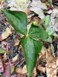 A picture of a spring flower just on the verge of blooming