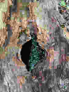 Picture of a small puddle of water in the middle of a tree trunk lying on the ground