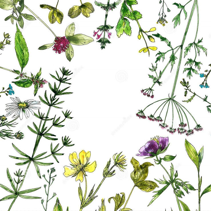 fleurs-et-plantes-de-dessin-d-aquarelle-111024871.jpg
