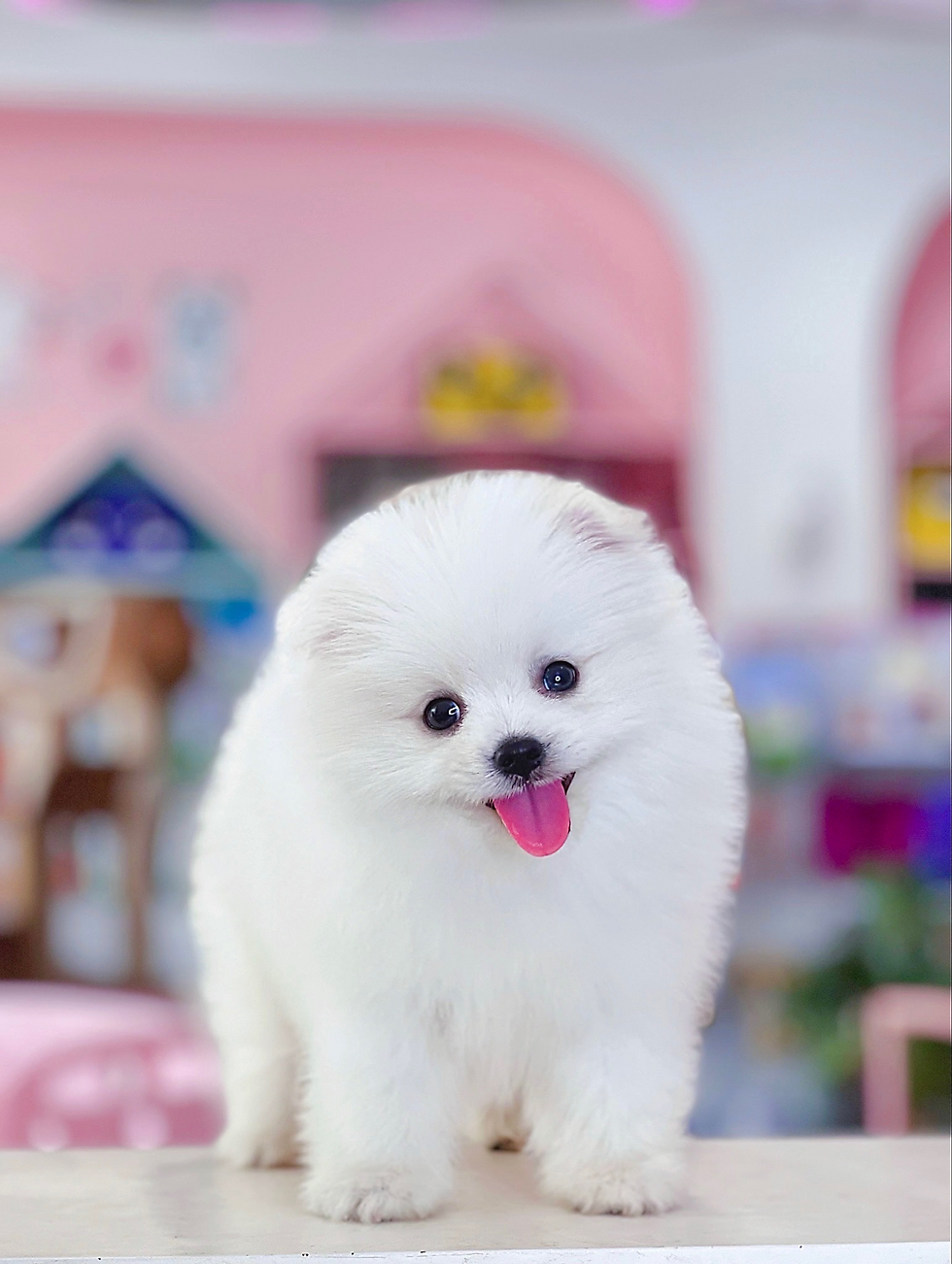 Chó Phốc Sóc Trắng Tuyết - CPS04