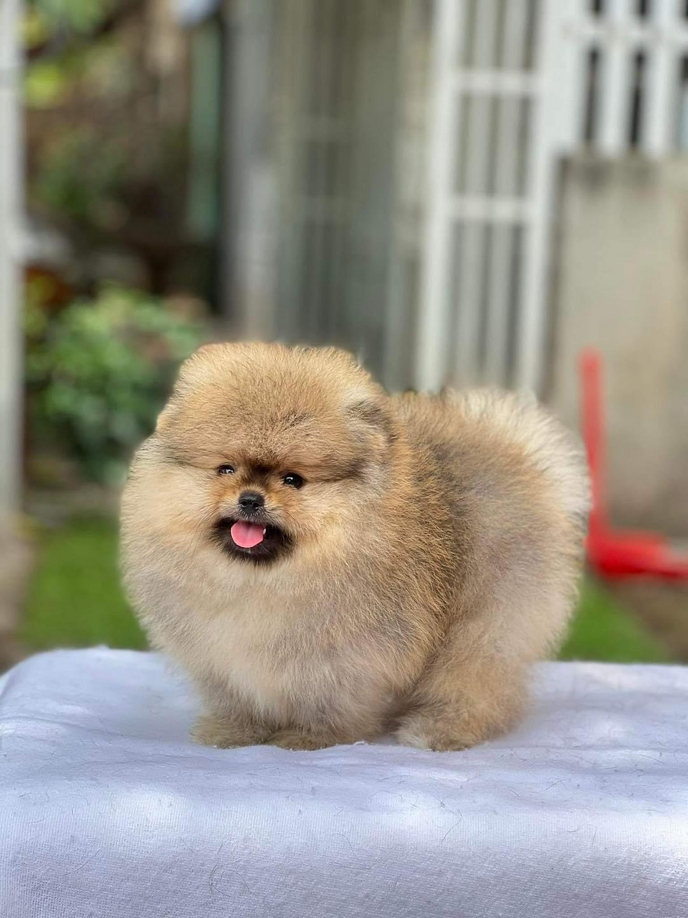 Chó Phốc Sóc Nâu Đen - CPS03