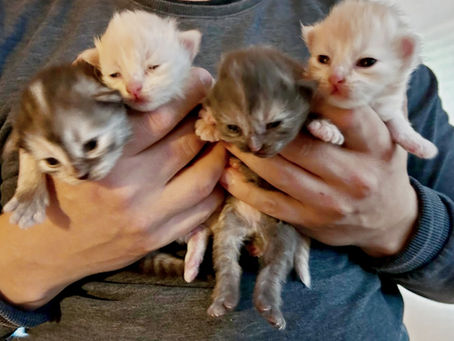 Phibis dritter Wurf ist da!