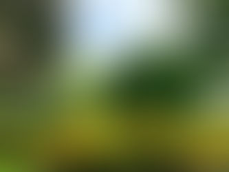 Botanist's Lens: Landscape Canvases