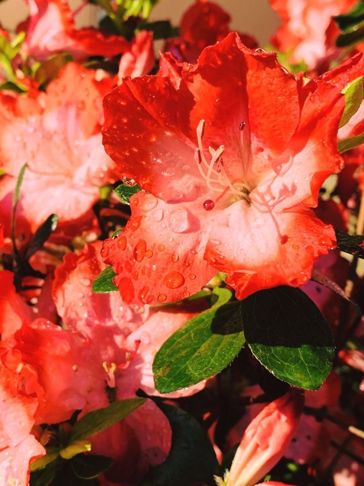Marshy Point Azalea 'Red Tape'
