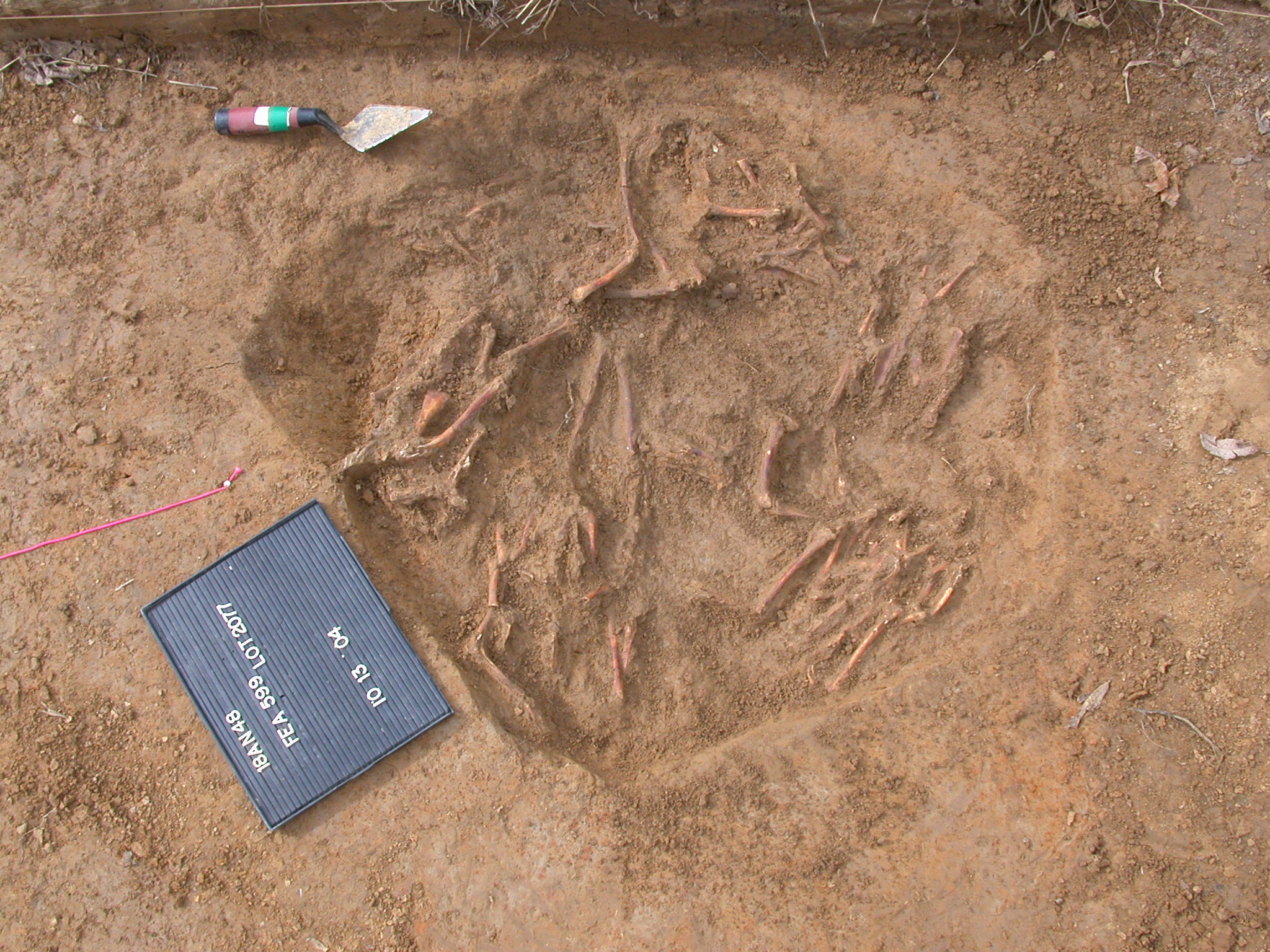 What is the Story Behind the Chicken Burial?