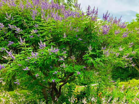VIBGYOR Gardens