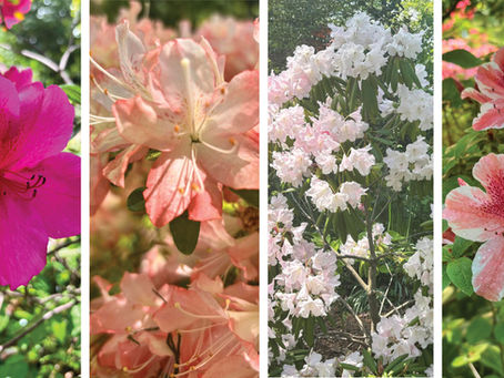 Four varieties of Azaleas and Rhododendrons