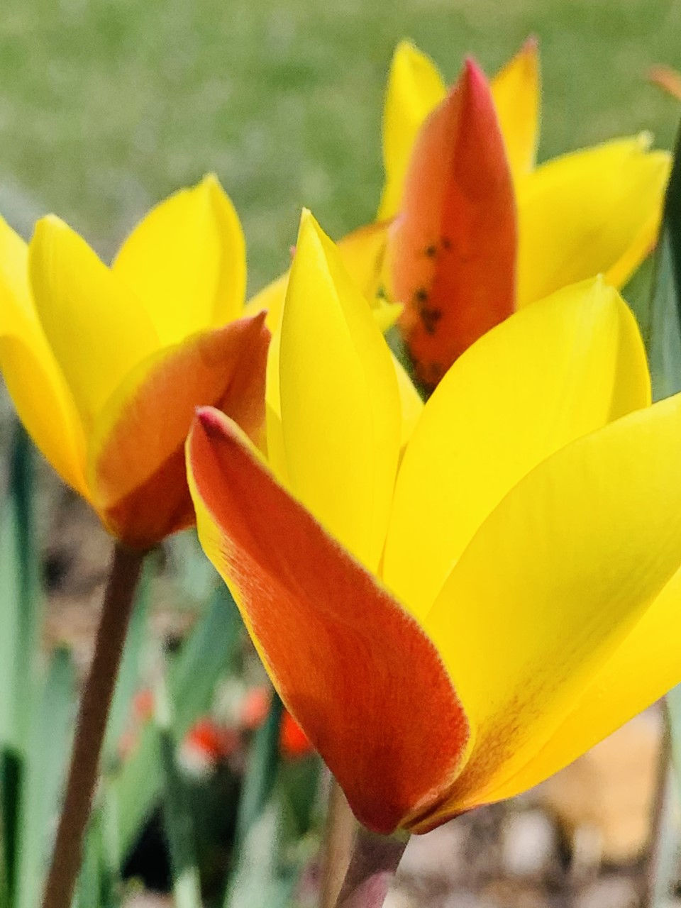 Tulip clusiana Tubergen's Gem