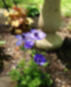 Anemone coronaria 'Blue Poppy'