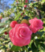 View unique Camellias in spring, summer, and into winter!