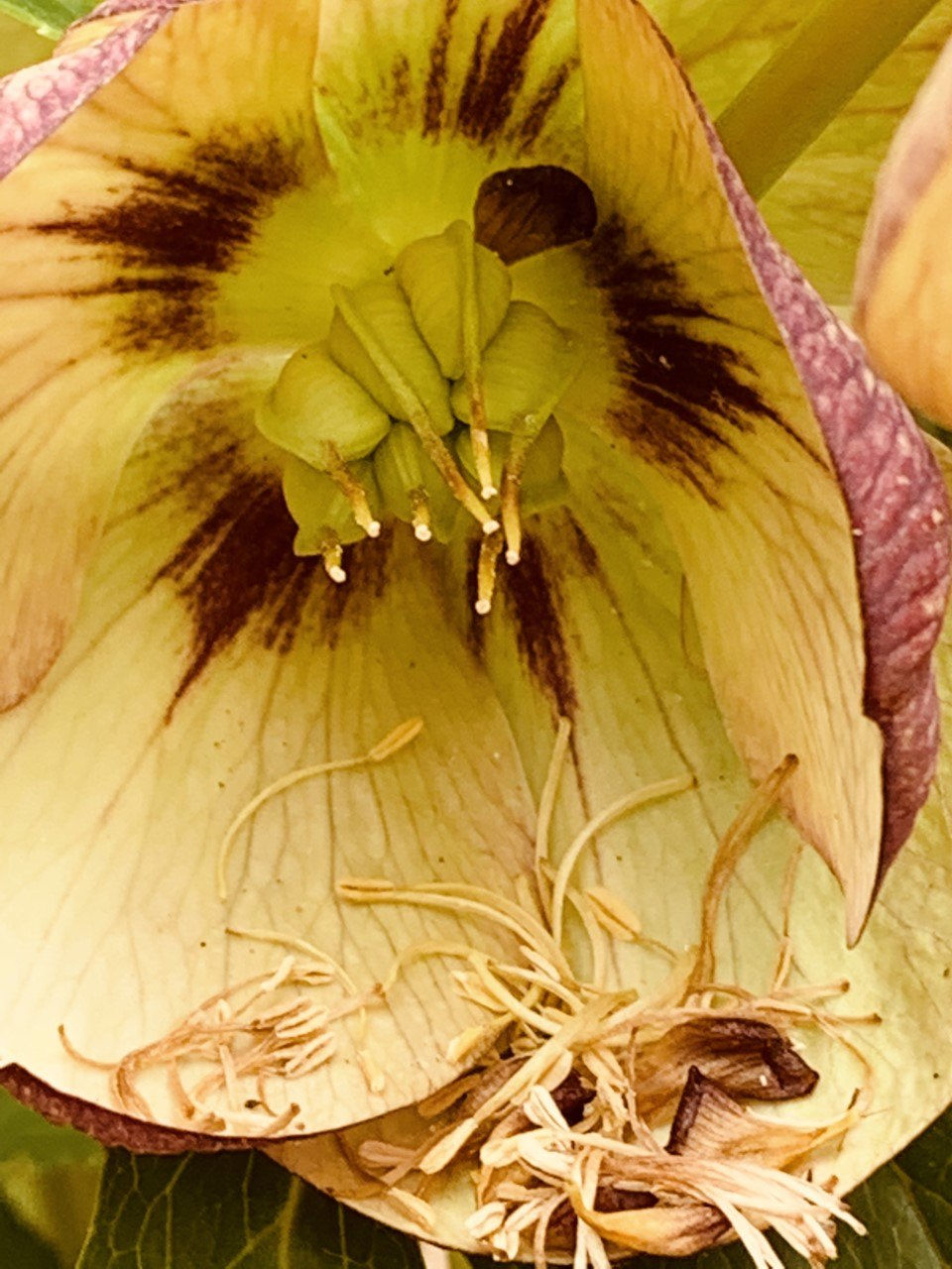 Hellebores