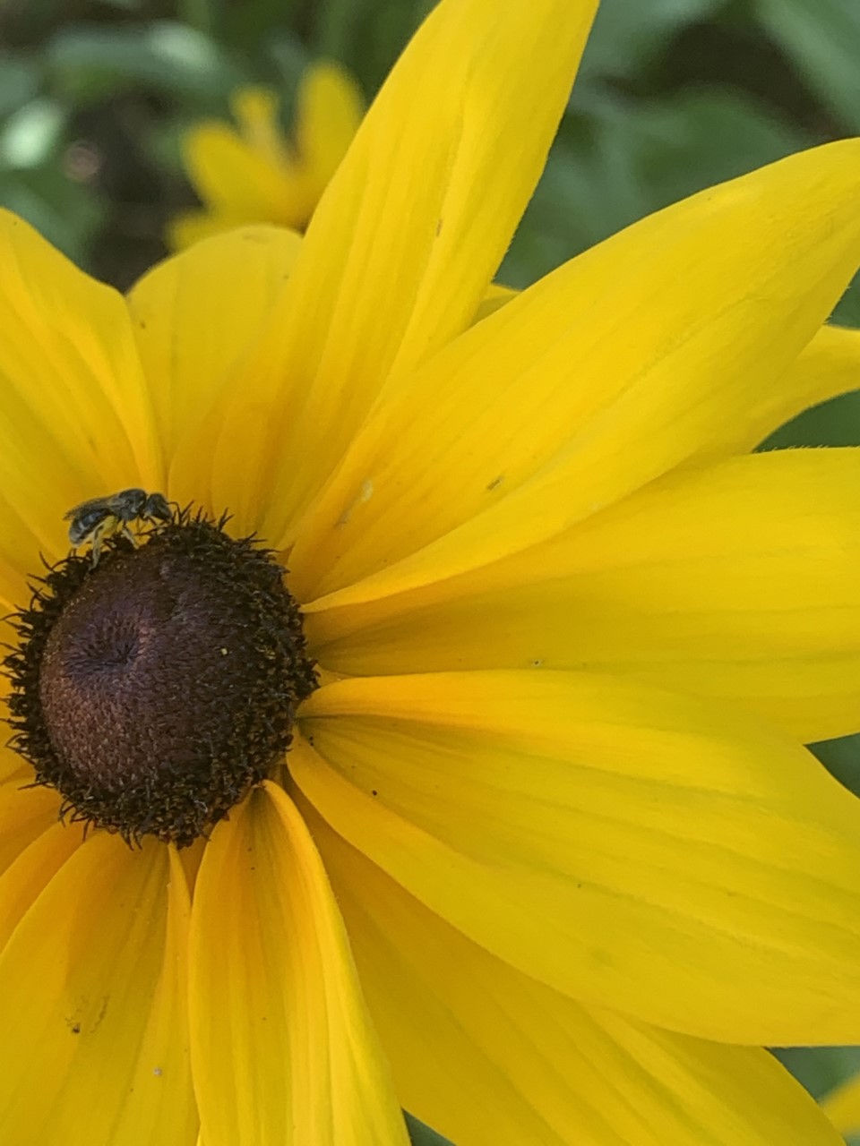Rudbeckia sp.